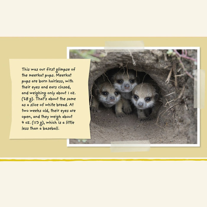 Children's Book, A Meerkat Diary