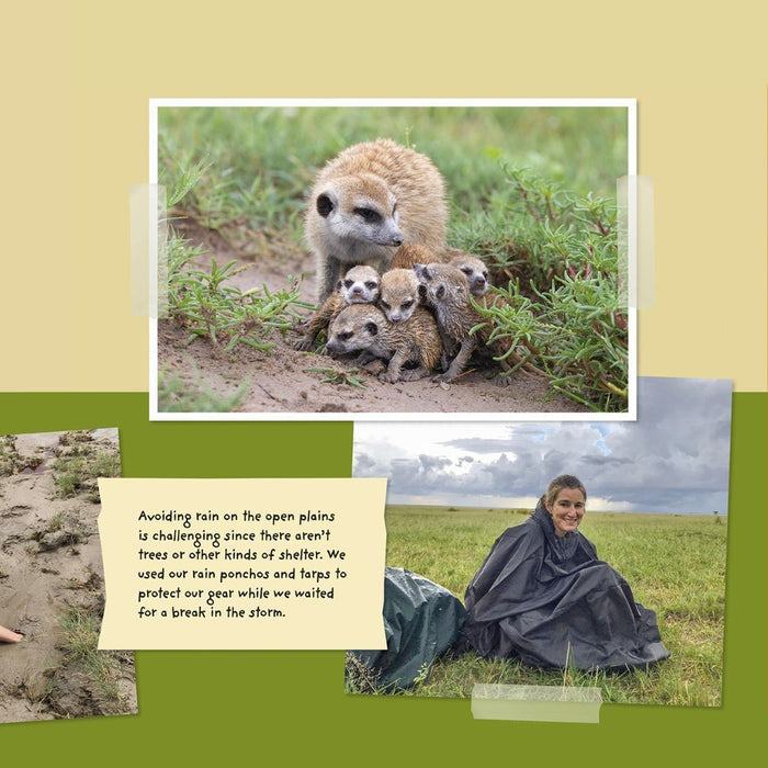 Children's Book, A Meerkat Diary
