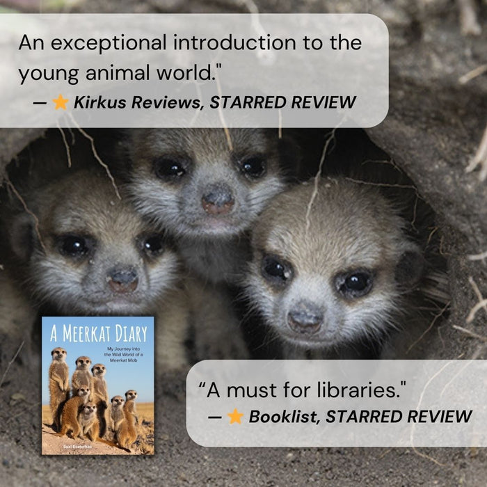 Children's Book, A Meerkat Diary