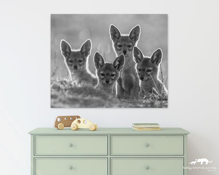 Jackal Pups Photo