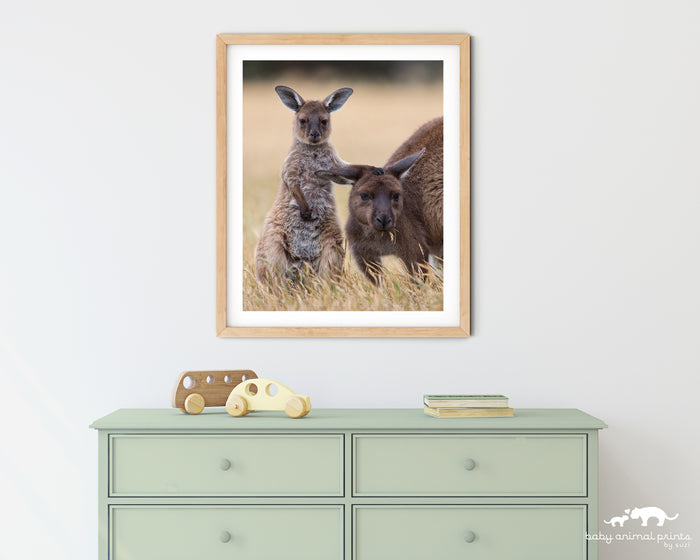 Kangaroo and Joey Photo