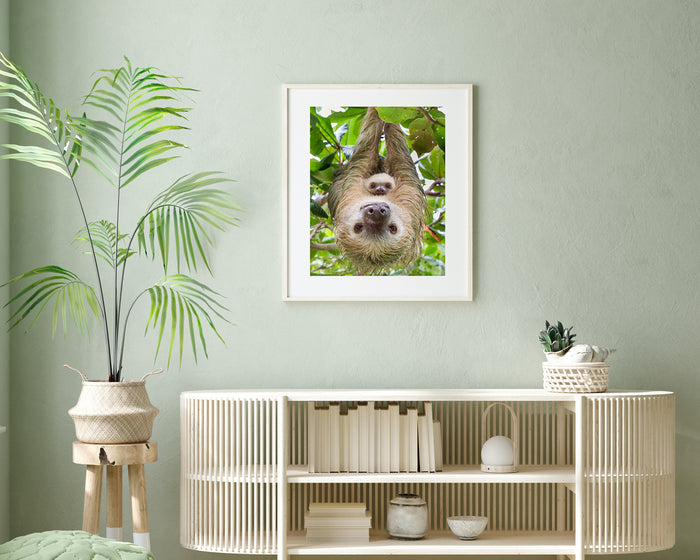 Upside Down Mom and Baby Sloth