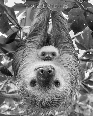 Upside Down Mom and Baby Sloth