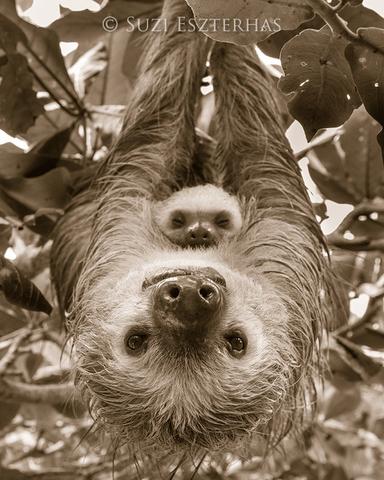 Upside Down Mom and Baby Sloth